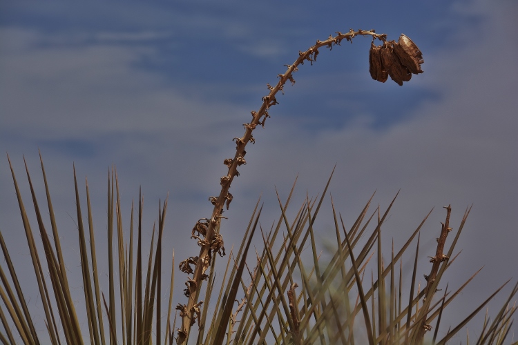 flower stalk